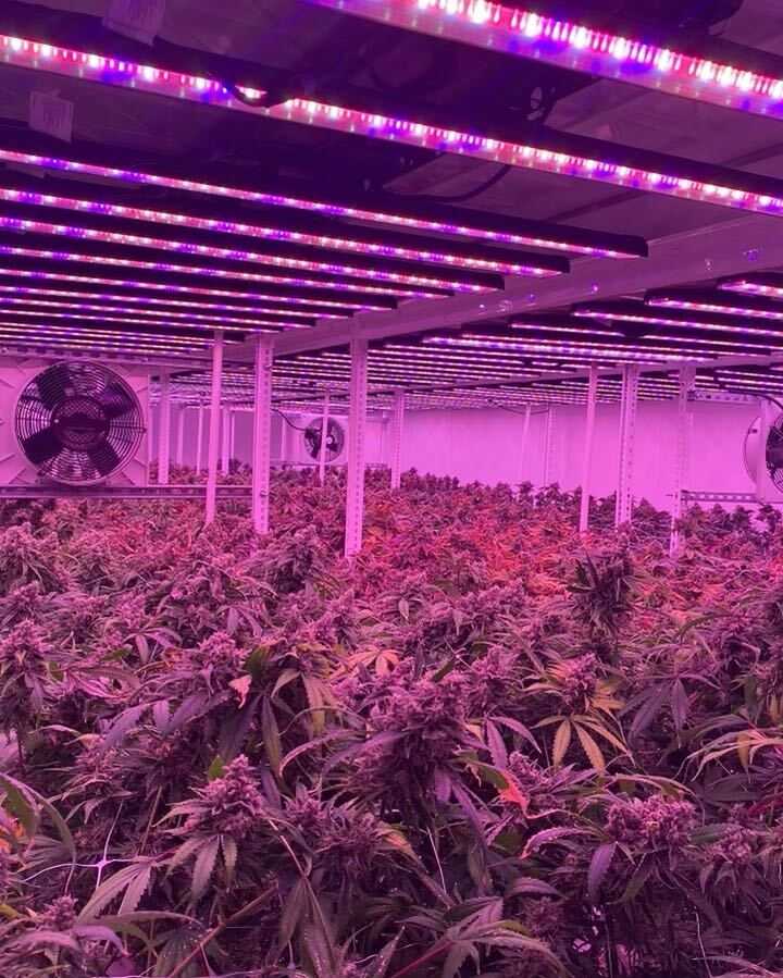 Marijuana plant marijuana plant